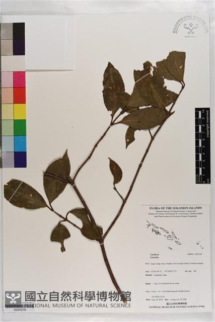 登錄號:S203318藏品圖，第1張
