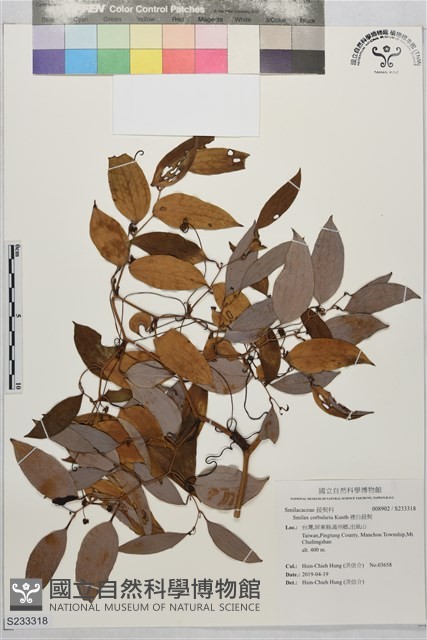 裡白菝契藏品圖，第1張