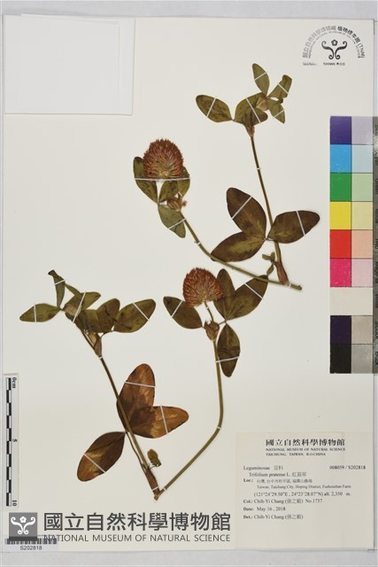 紅菽草藏品圖，第1張