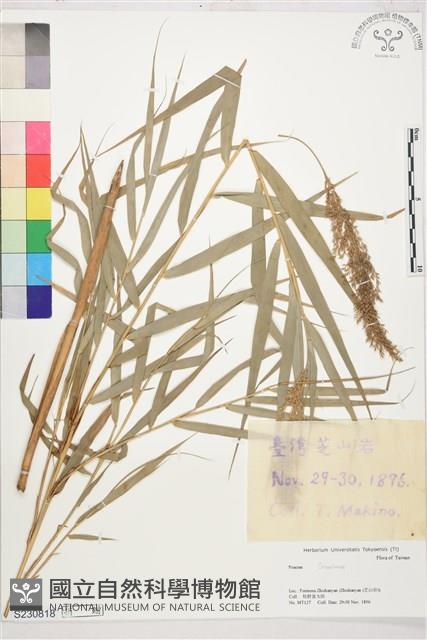 登錄號:S230818藏品圖，第1張