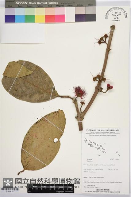 登錄號:S195818藏品圖，第1張