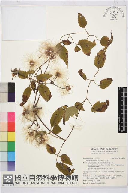 小木通藏品圖，第1張