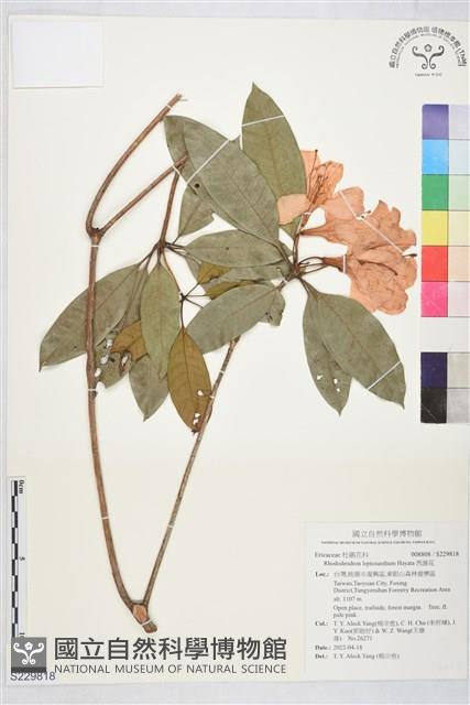 西施花藏品圖，第1張