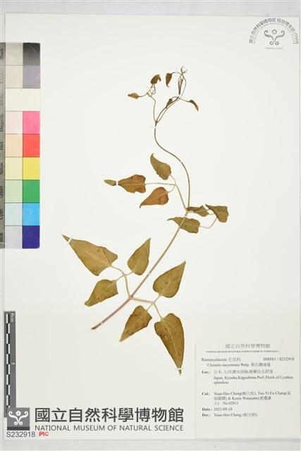 麥氏鐵線蓮藏品圖，第1張