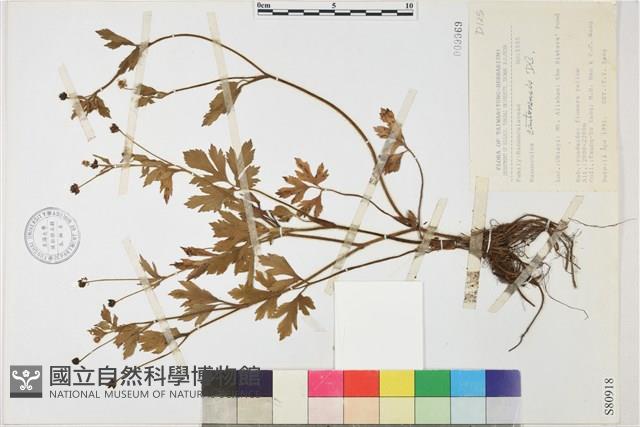 水辣菜、禺毛茛藏品圖，第1張