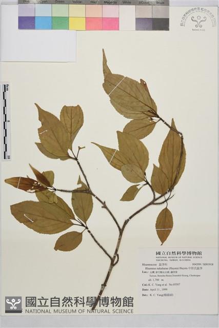 中原氏鼠李藏品圖，第1張