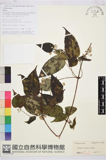 滇川鐵線蓮藏品圖，第1張