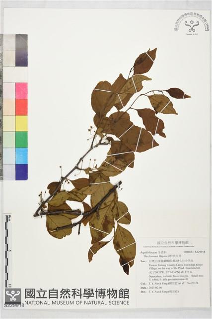 草野氏冬青藏品圖，第1張