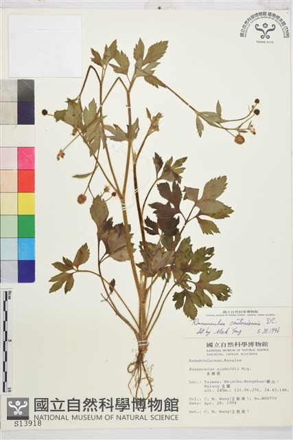 水辣菜、禺毛茛藏品圖，第1張