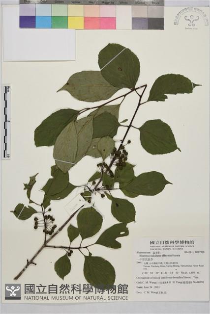 中原氏鼠李藏品圖，第1張