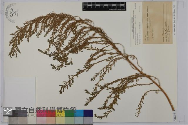 臭杏、土荊芥藏品圖，第1張