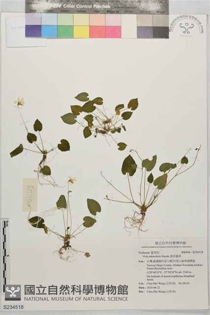 喜岩堇菜藏品圖，第1張