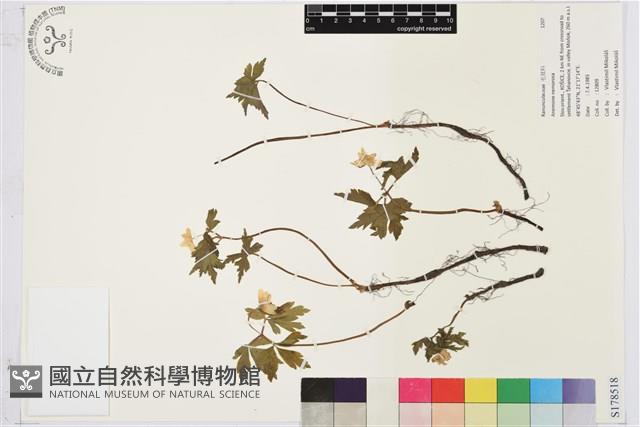 木質銀蓮花、蔭蔽銀蓮花藏品圖，第1張