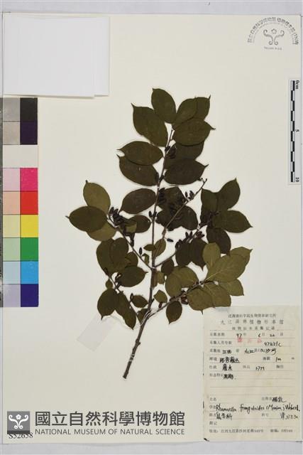 貓乳藏品圖，第1張