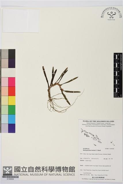 登錄號:S195658藏品圖，第1張