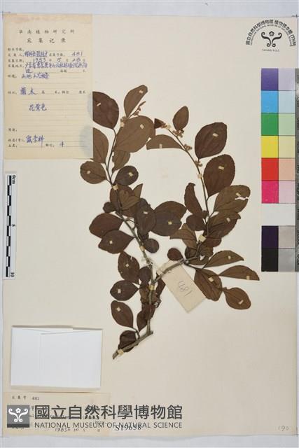 馬甲子藏品圖，第2張