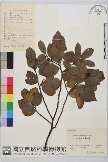 鈍齒鼠李藏品圖，第2張