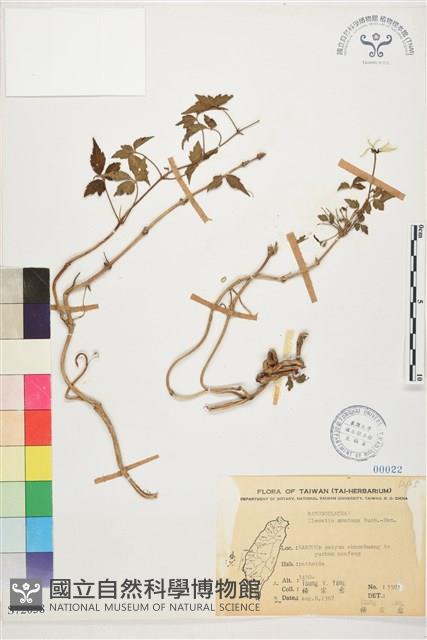 繡球藤藏品圖，第1張