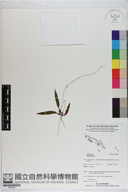 登錄號:S200058藏品圖，第1張