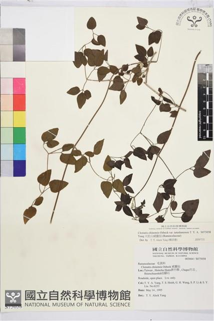 大肚山威靈仙藏品圖，第2張