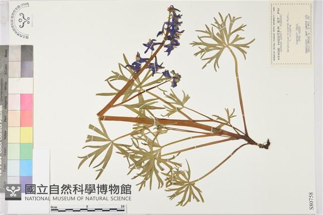 登錄號:S080758藏品圖，第1張