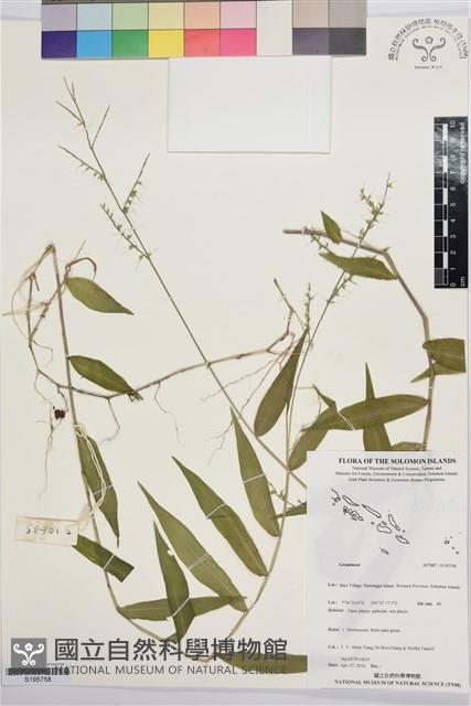 登錄號:S195758藏品圖，第1張