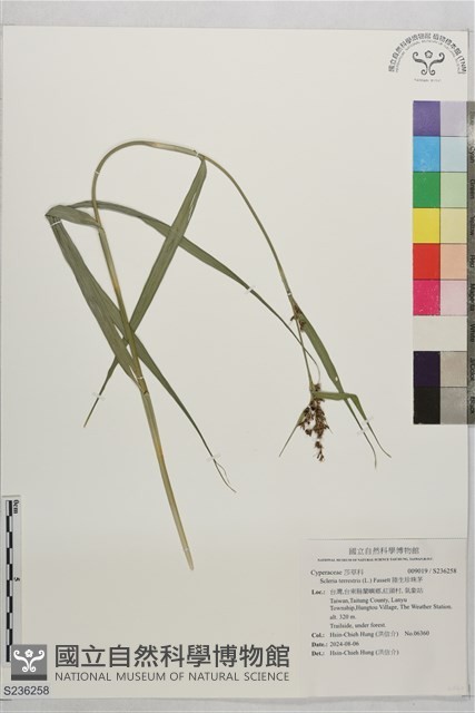 陸生珍珠茅藏品圖，第1張
