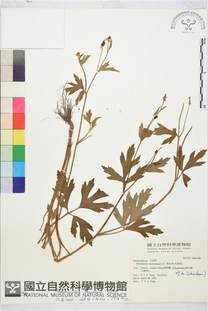 茴茴蒜藏品圖，第1張