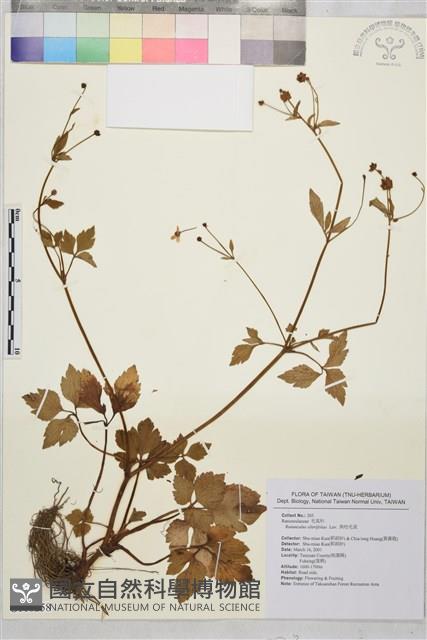 鉤柱毛茛藏品圖，第1張