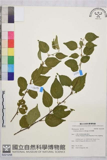 亞洲濱棗藏品圖，第1張