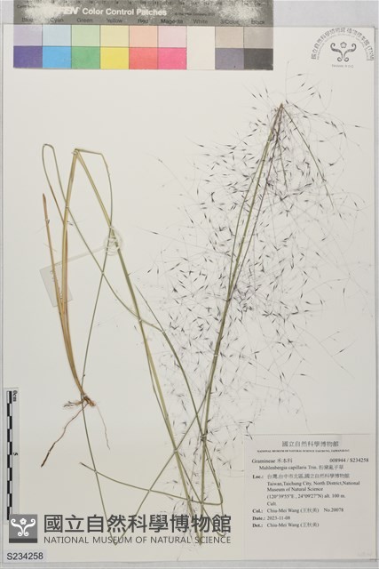 粉黛亂子草藏品圖，第1張