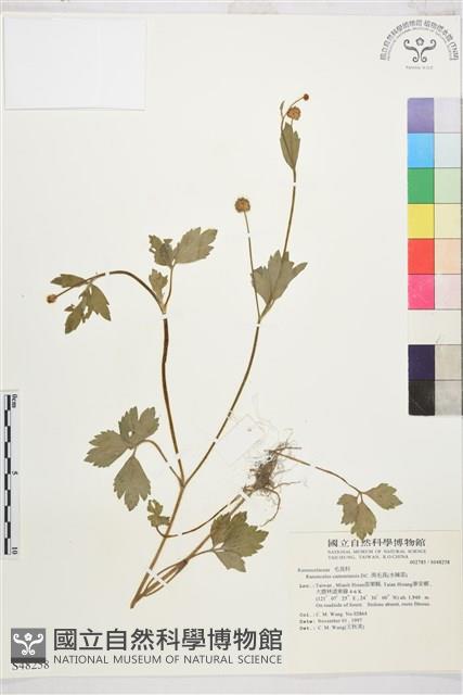 水辣菜、禺毛茛藏品圖，第1張