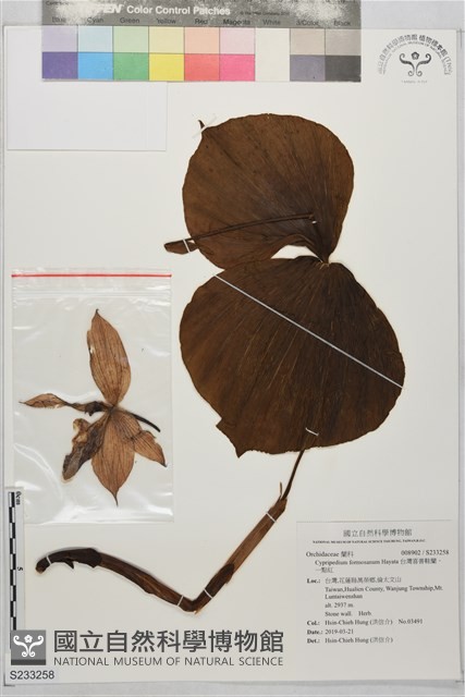 台灣喜普鞋蘭、一點紅藏品圖，第1張