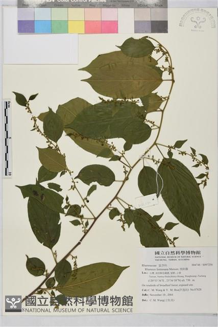 桶鉤藤藏品圖，第1張