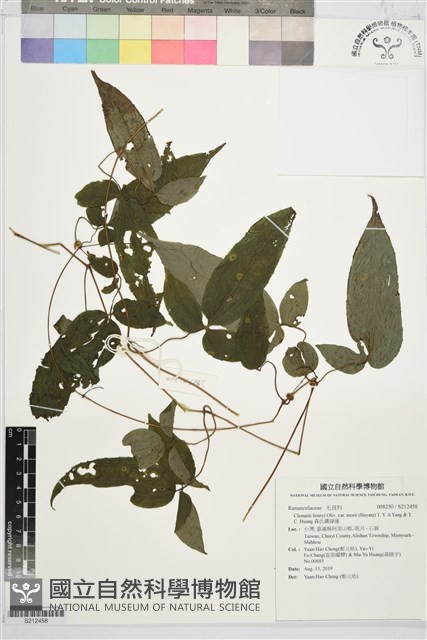 森氏鐵線蓮藏品圖，第1張