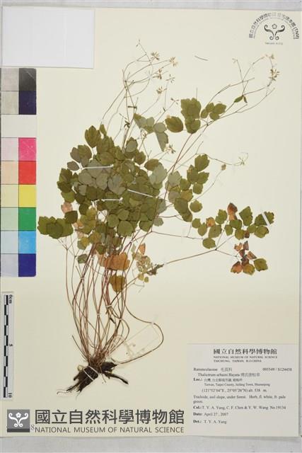 傅氏唐松草藏品圖，第1張