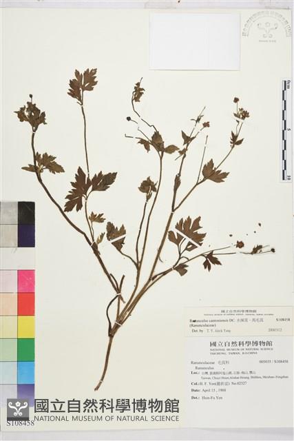 水辣菜、禺毛茛藏品圖，第1張