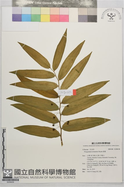 萎蕤藏品圖，第1張