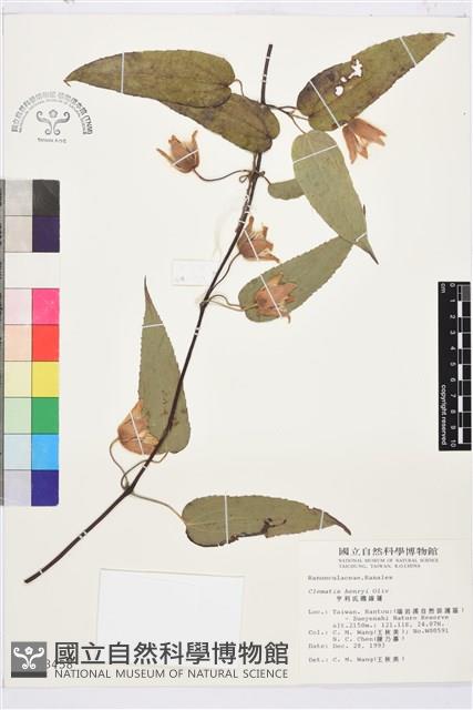 亨利氏鐵線蓮藏品圖，第2張