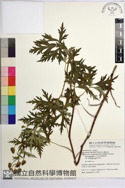 Accession Number:S077458 Collection Image, Figure 2, Total 2 Figures