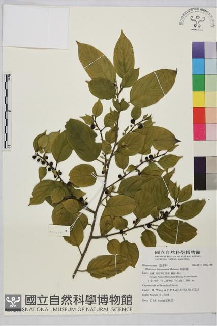 桶鉤藤藏品圖，第1張