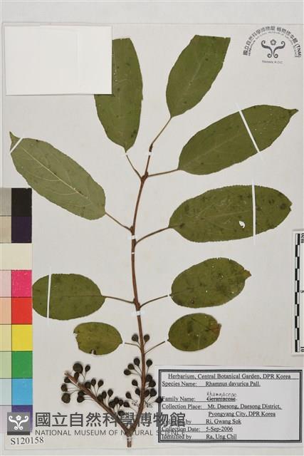 鼠李、臭李子藏品圖，第1張