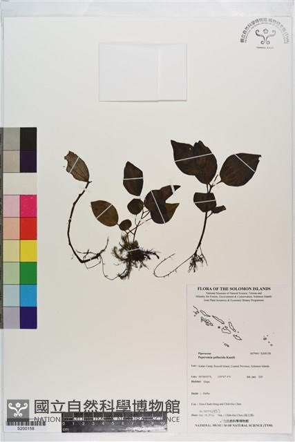 草胡椒藏品圖，第1張