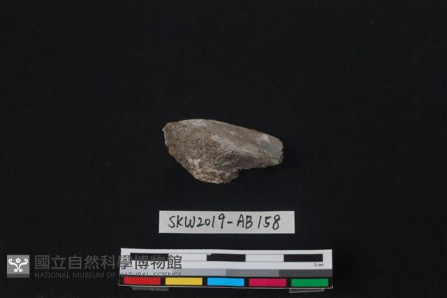 獸骨藏品圖，第1張