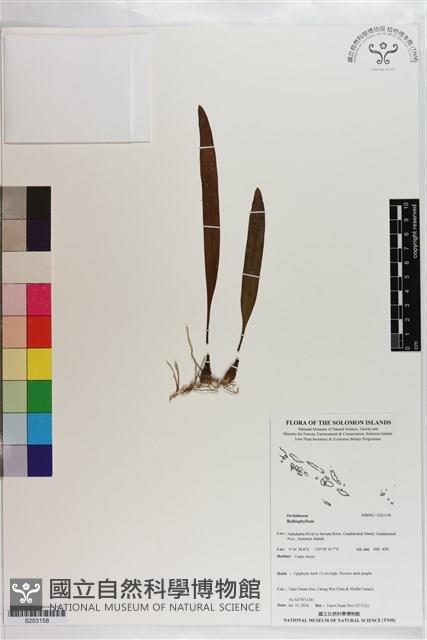 登錄號:S203158藏品圖，第1張