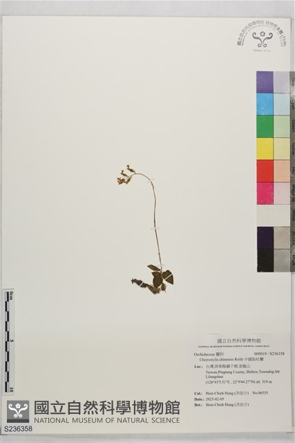 中國指柱蘭藏品圖，第1張