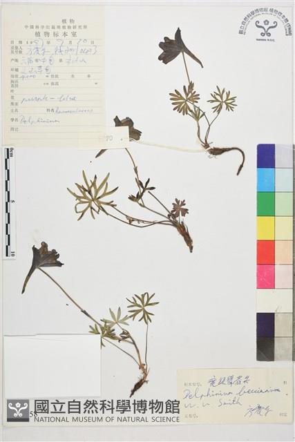 寬距翠雀花藏品圖，第1張