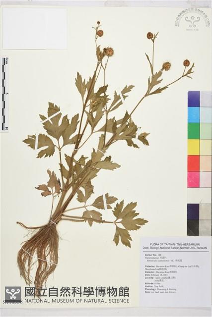 水辣菜、禺毛茛藏品圖，第1張