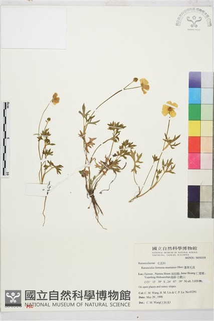 蓬萊毛茛藏品圖，第1張