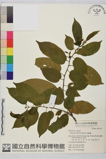 桶鉤藤藏品圖，第1張